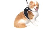 Affordable Mini Realtime GSM GPS GPRS Dog Tracking Collar Mount Device Size:XXL