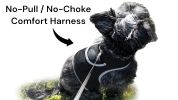 Detailed & Realtime GPS Tracking Dog Collar Water Resilient Gadget Rechargeable Size:XXL