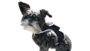 Consistent Realtime Mini Cat Dog GPS Tracking Collar Waterproof Device Size:XXL