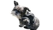 Consistent Realtime Mini Cat Dog GPS Tracking Collar Waterproof Device Size:XXL