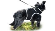 Consistent Realtime Mini Cat Dog GPS Tracking Collar Waterproof Device Size:XXL