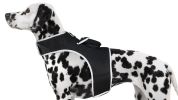 Consistent Realtime Mini Cat Dog GPS Tracking Collar Waterproof Device Size:XXL
