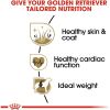 Golden Retriever Adult Dry Dog Food, 30 lb bag